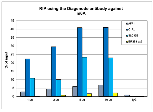 RNA immunoprecipitation 