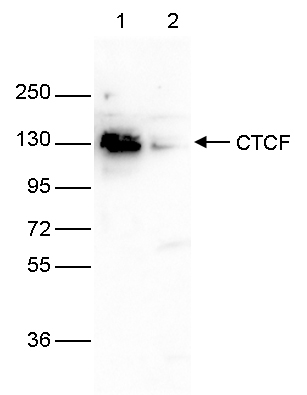 CTCF Antibody validated in  Western blot