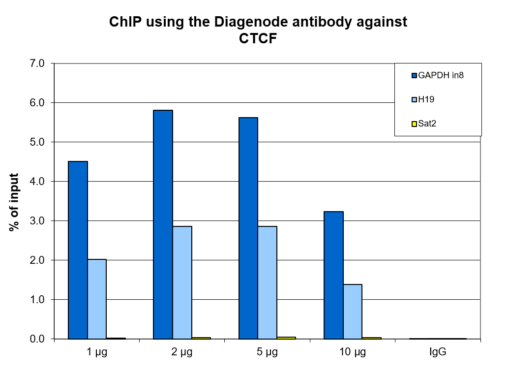 CTCF Antibody ChIP Grade