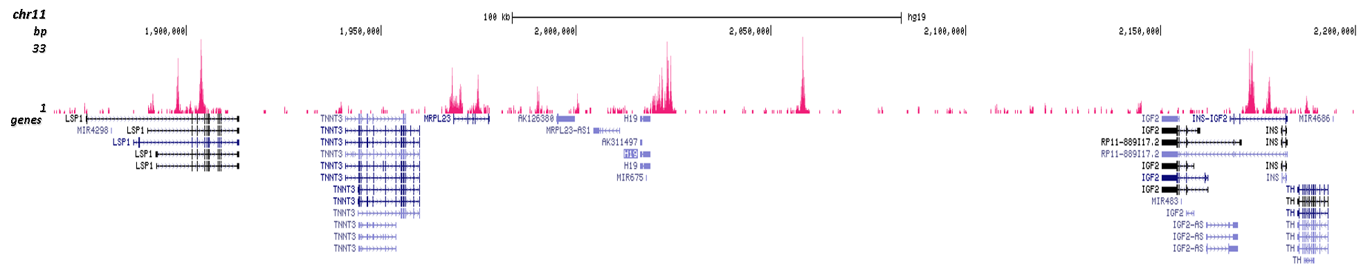 CTCF Antibody CUT&Tag