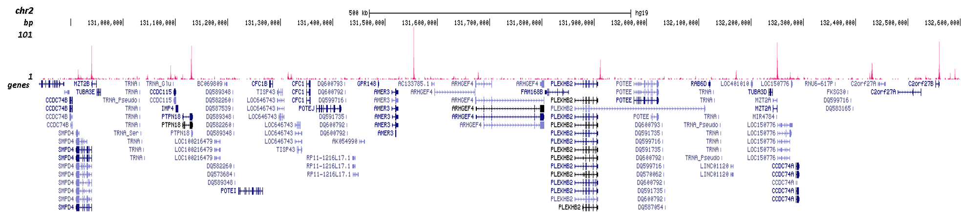 CTCF Antibody CUT&Tag 