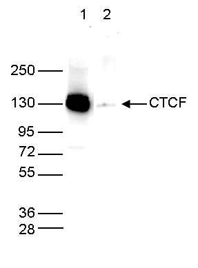 CTCF Antibody for Western Blot