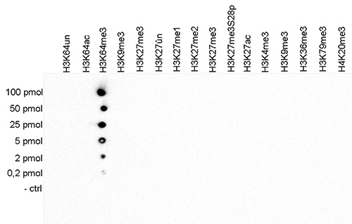 H3K64me3 Antibody validated in Dot Blot