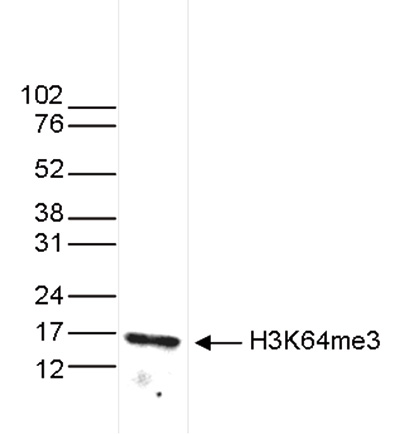 H3K64me3 Antibody validated in Western blot