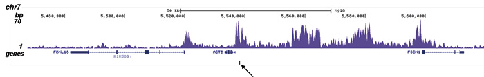 H2BK12ac Antibody for ChIP-seq assay