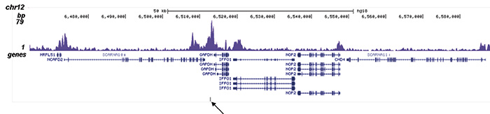 H2BK12ac Antibody validated in ChIP-seq