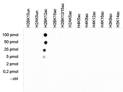 H2BK12ac Antibody validated in Dot Blot