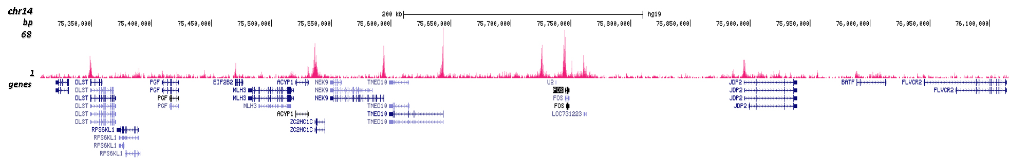 H3K56ac Antibody Cut and tag