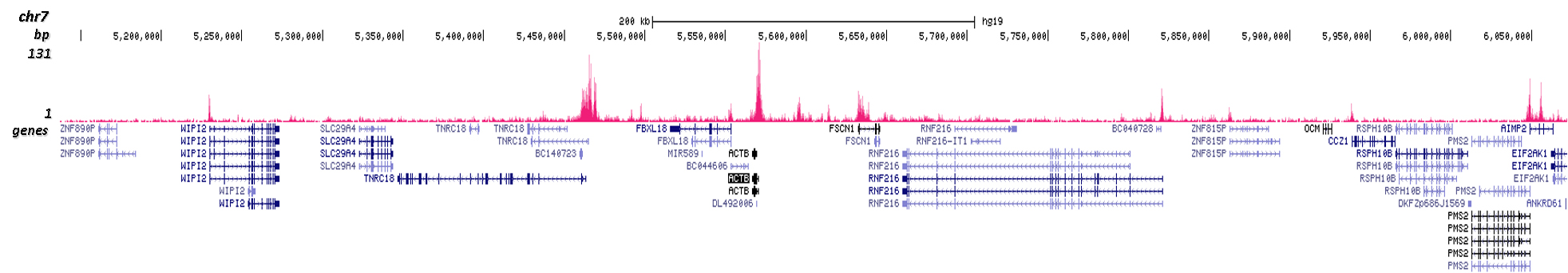 H3K56ac Antibody Cut and tag