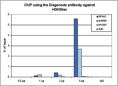 H3K56ac Antibody ChIP Grade