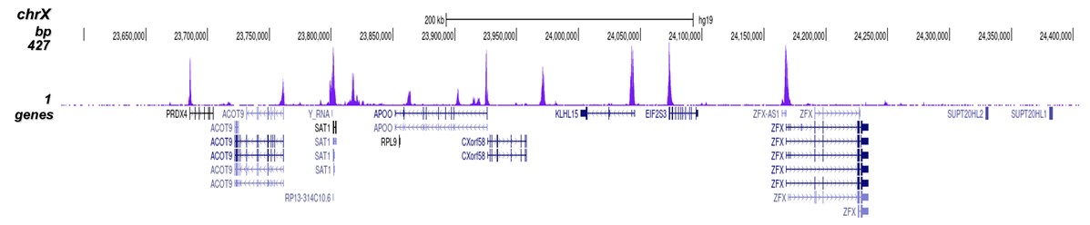 H3K56ac Antibody for ChIP-seq
