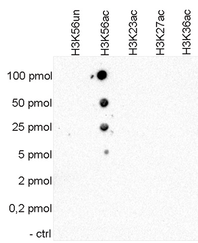 H3K56ac Antibody validated in Dot Blot 