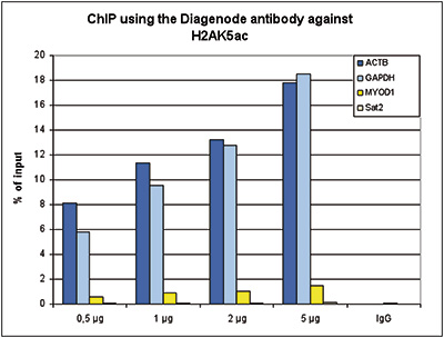 H2AK5ac Antibody ChIP Grade