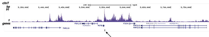 H2AK5ac Antibody for ChIP-seq assay