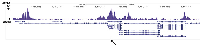 H2AK5ac Antibody validated in ChIP-seq