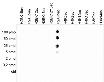 H2AK5ac Antibody validated in Dot Blot