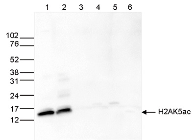 H2AK5ac Antibody validated in Western Blot