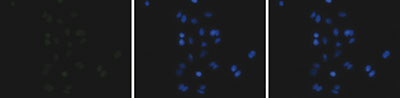 Immunofluorescence