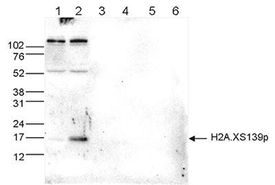 Western blot