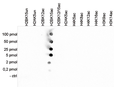 H2BK15ac Antibody Dot Blot validation