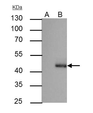C/EBP alpha Antibody ChIP Grade