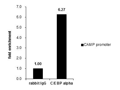 C/EBP alpha Antibody ChIP Grade