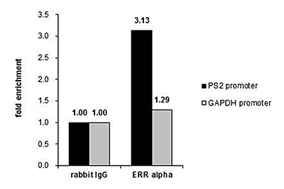 ERR alpha Antibody ChIP Grade