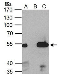 ERR alpha Antibody validated in Immunoprecipitation