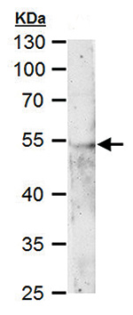 ERR alpha Antibody validated in Western Blot