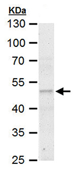 ERR alpha Antibody validated in Western Blot