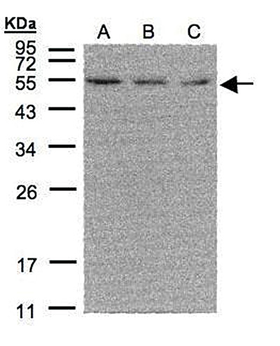 ERR alpha Antibody validated in Western Blot