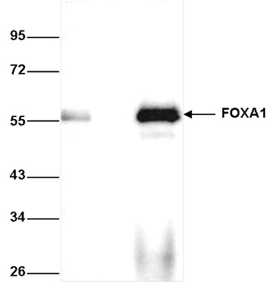 FOXA1 Antibody validated in Immunoprecipitation