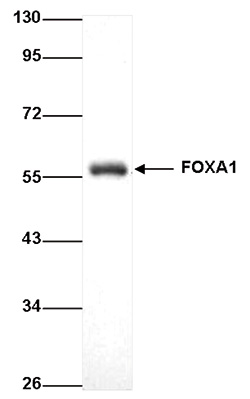 FOXA1 Antibody validated in Western Blot