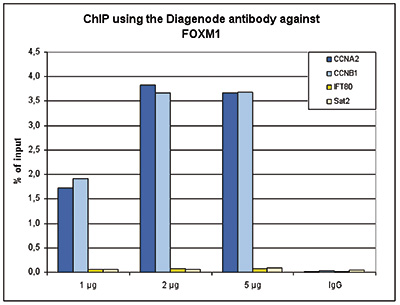 FOXM1 Antibody ChIP Grade