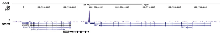 FOXM1 Antibody for ChIP-seq assay