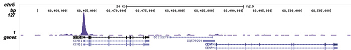 FOXM1 Antibody validated in ChIP-seq