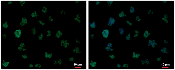 Antibody validated in Immunofluorescent