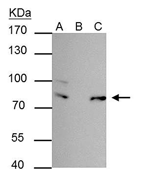 FUBP1 Antibody validated in Immunoprecipitates