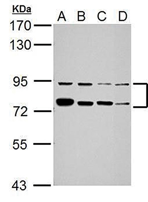 Antibody validated in  Western Blot