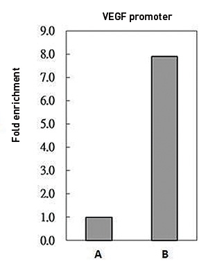 FUBP1 Antibody ChIP Grade