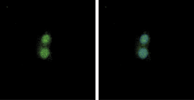 NF-E2 Antibody validated in Immunofluorescence 