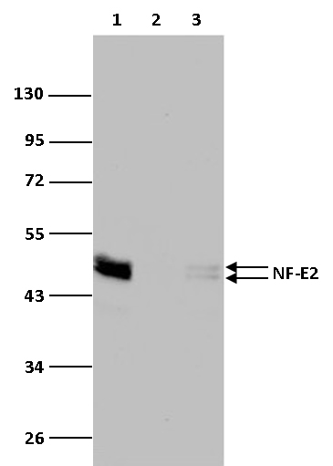 NF-E2 Antibody validated in Western Blot