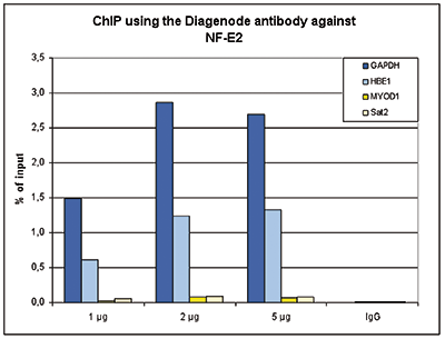 NF-E2 Antibody ChIP Grade
