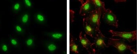 NFYB Antibody validated in Immunofluorescence