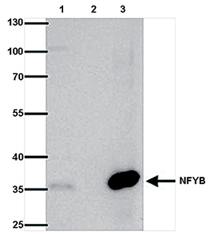 NFYB Antibody validated in Immunoprecipitation