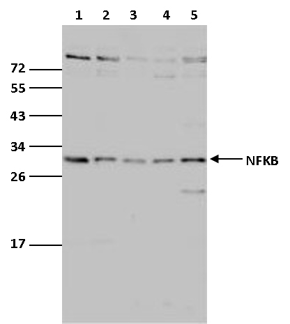 NFYB Antibody validated in Western Blot