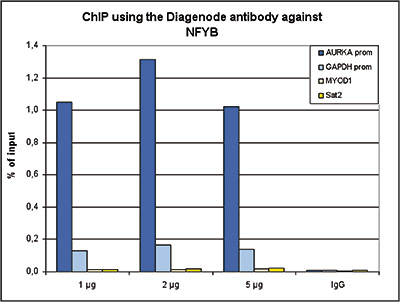 NFYB Antibody ChIP Grade