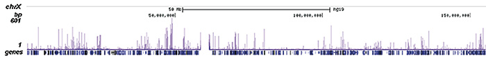 NFYB Antibody ChIP-seq Grade