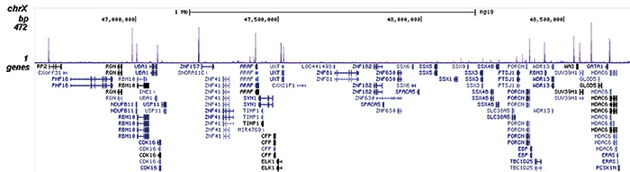 NFYB Antibody for ChIP-seq