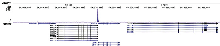 NFYB Antibody for ChIP-seq assay